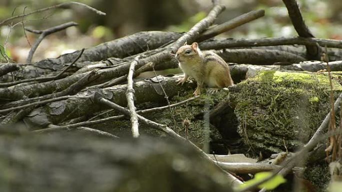 花栗鼠坐在长满青苔的原木上