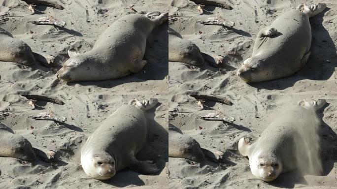 高清视频幼象海豹在Piedras Blancas袋鼠加利福尼亚