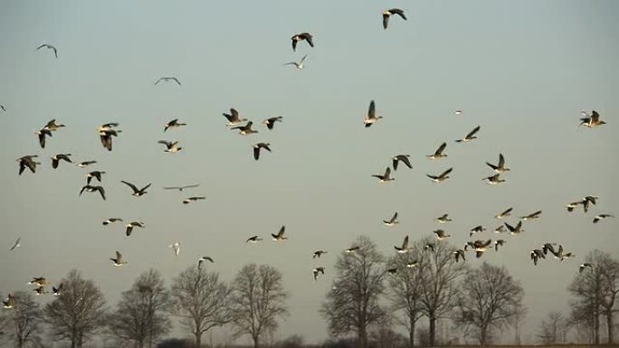 飞鹅野生动物保护生物生态飞翔飞鸟