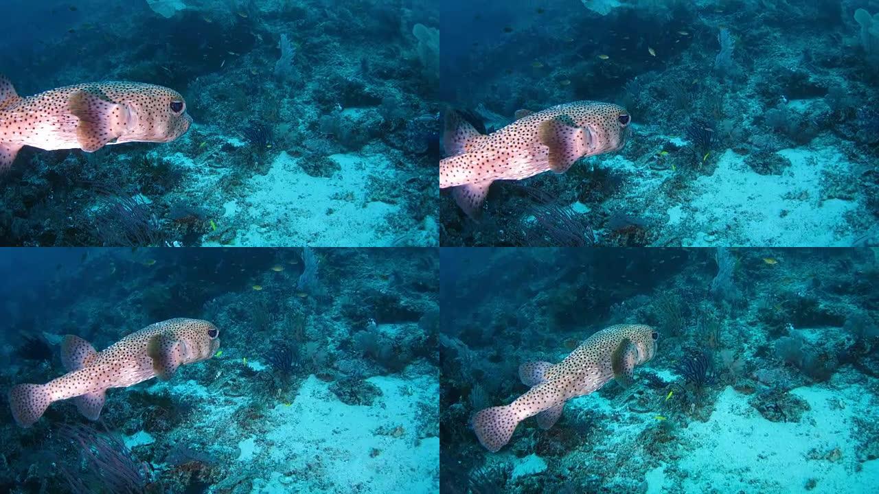 海豚河豚 (diodonhystrix) 游泳海底，印度尼西亚