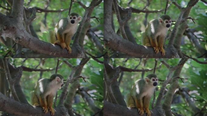 树枝上滑稽的松鼠猴