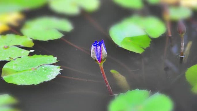 蓝莲花绽放的延时（Zoom）