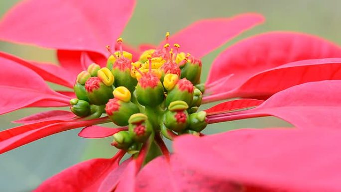 圣诞花花卉花圃红色花盛开生机盎然