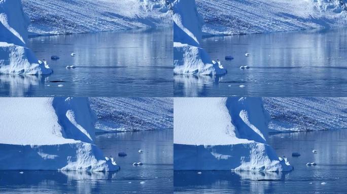 格陵兰鲸鱼呼吸北极冰川融化