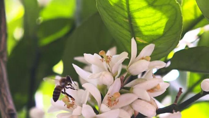 慢动作: 蜜蜂在橘子上开花