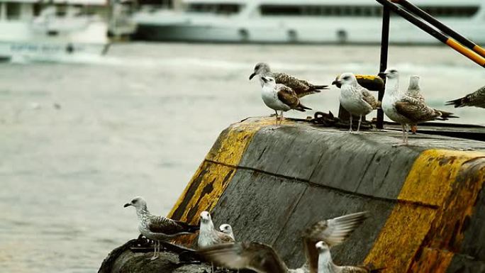 停泊在海港的海鸥群