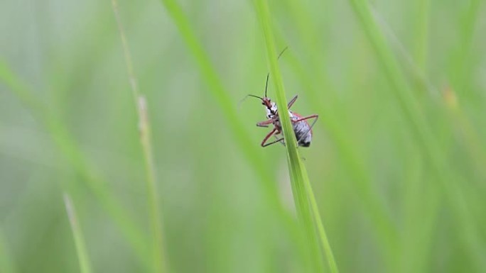 刺客虫或Sycanus collaris