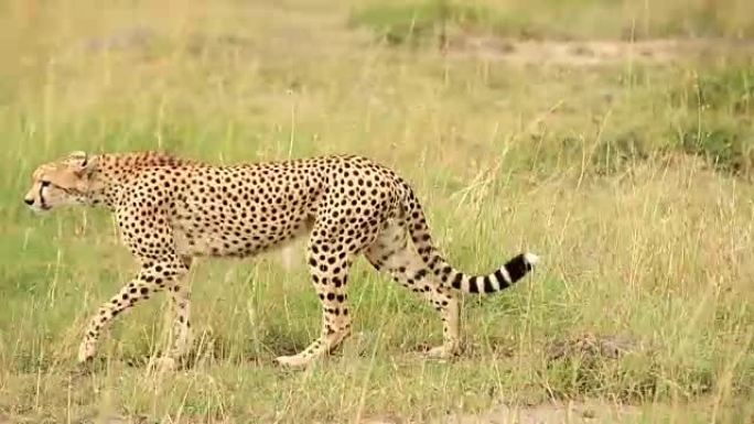 猎豹在野外捕食野豹草地行走