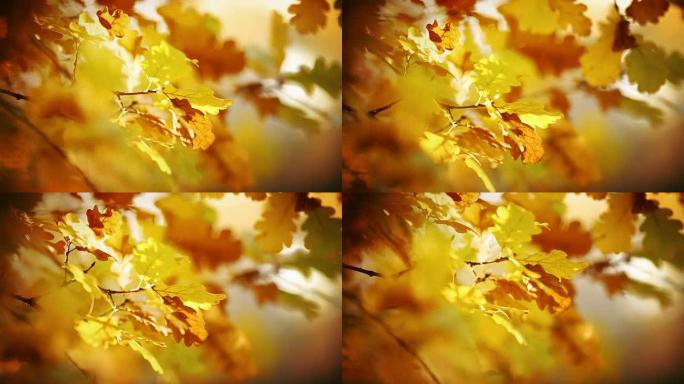 秋天树枝和树叶的特写。