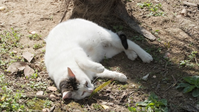 休息中的猫咪4K实拍