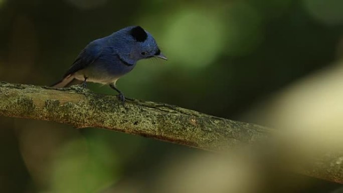 鸟类的生活野生动物保护生物生态飞翔飞鸟