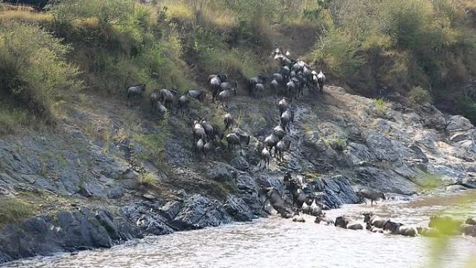为生存而进行的令人难以置信的战斗-肯尼亚的牛羚大迁徙