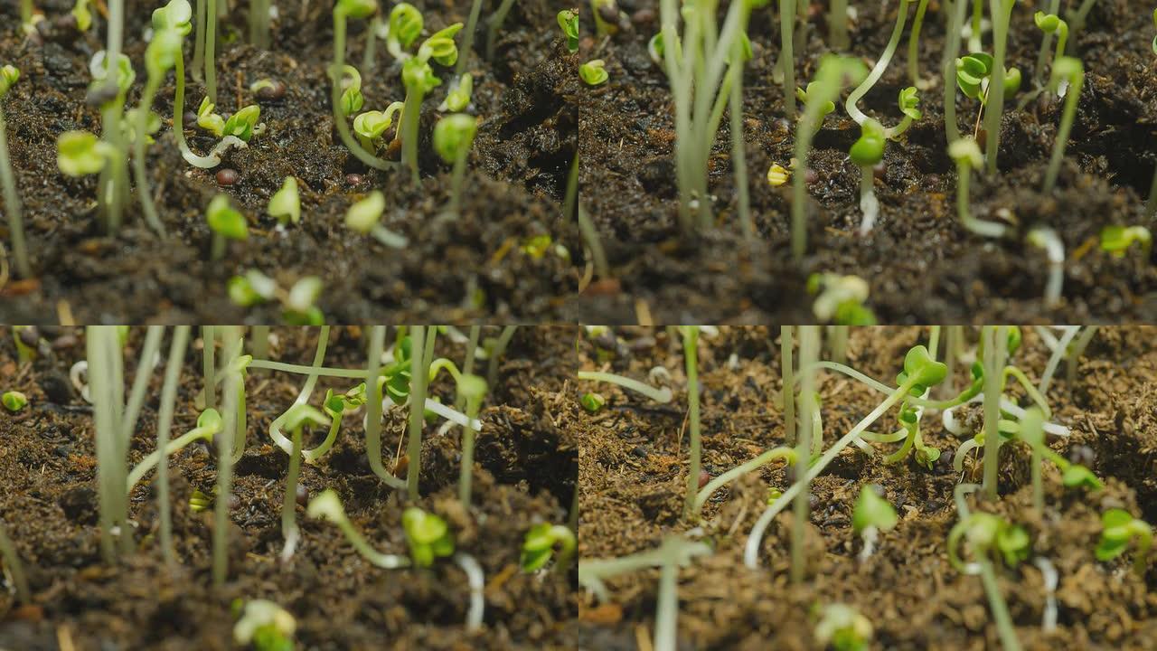 近距离延时: 绿豆芽最初在干燥和潮湿的条件下生长