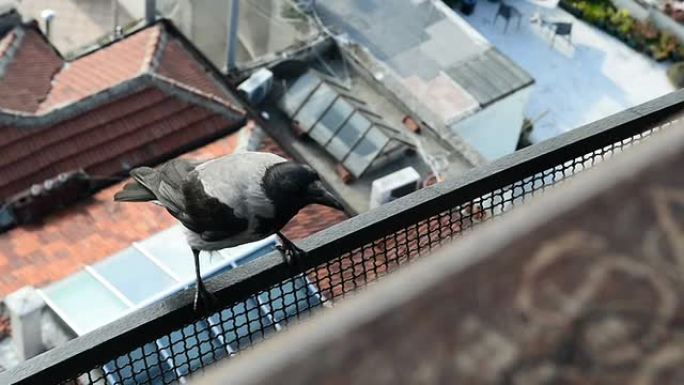 阳台上的乌鸦