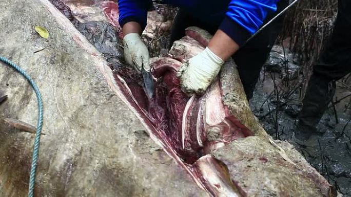 红树林鲸鱼死亡大型鱼肉切割屠宰