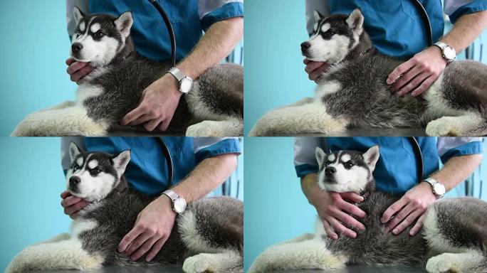 Vet tapped stethoscope赫斯基puppy