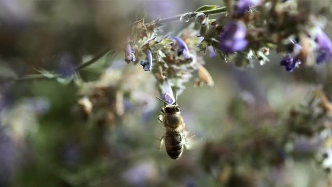 高清超慢动作: 飞行中的蜜蜂