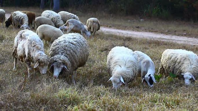 干草地里的绵羊