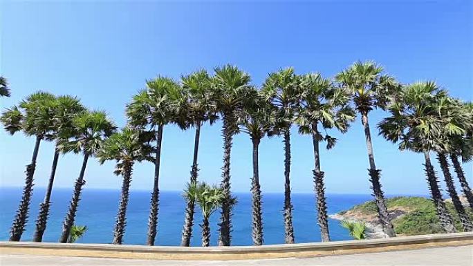 高清: 海边附近的棕榈树。