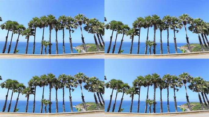高清: 海边附近的棕榈树。