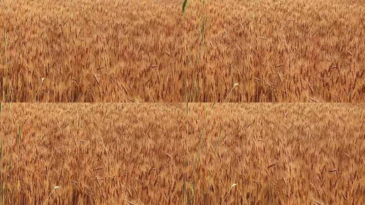 随风而起的小麦