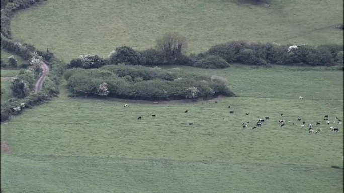 田野中的奶牛-鸟瞰图-明斯特，科克，直升机拍摄，空中视频，电影，建立镜头，爱尔兰