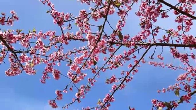 樱花和粉红色sukura