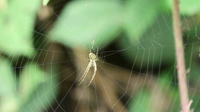 蜘蛛蜘蛛网树枝
