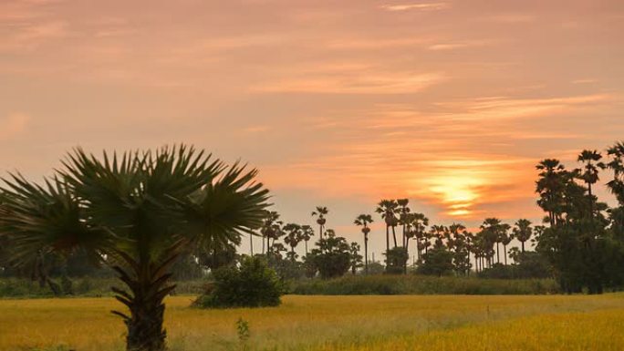 日落天空与糖棕榈树延时