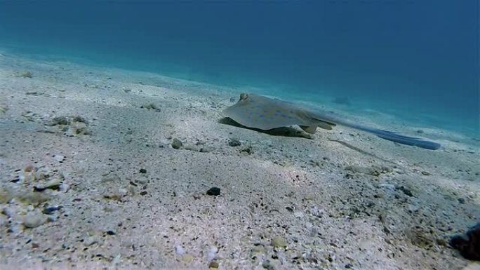 海底蓝斑肋尾鳐-红海