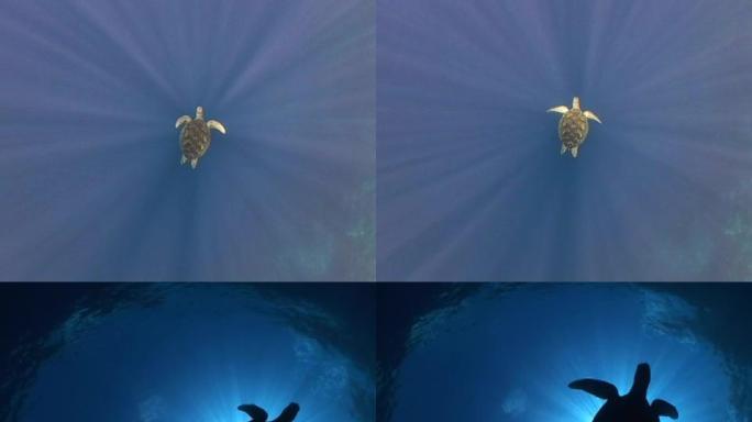 水下绿海龟被阳光吞没