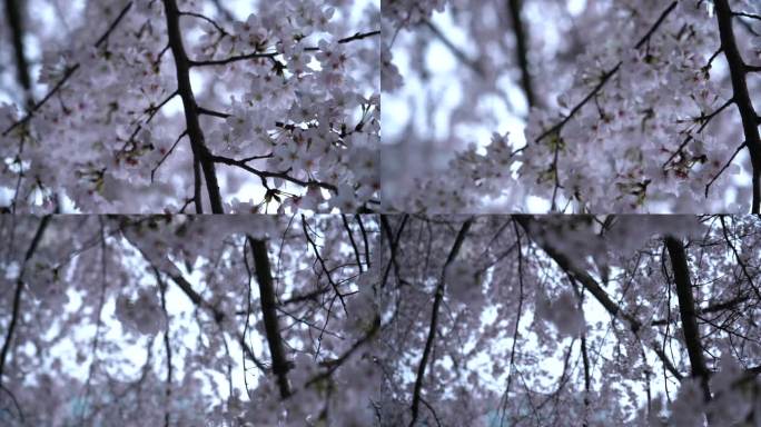 樱花 树 春天 盛开 枝桠