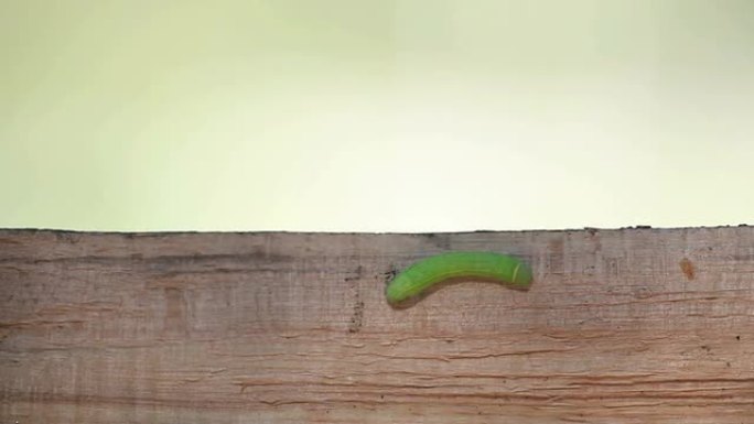 木头上的毛毛虫绿毛虫木板上的绿毛虫绿色昆