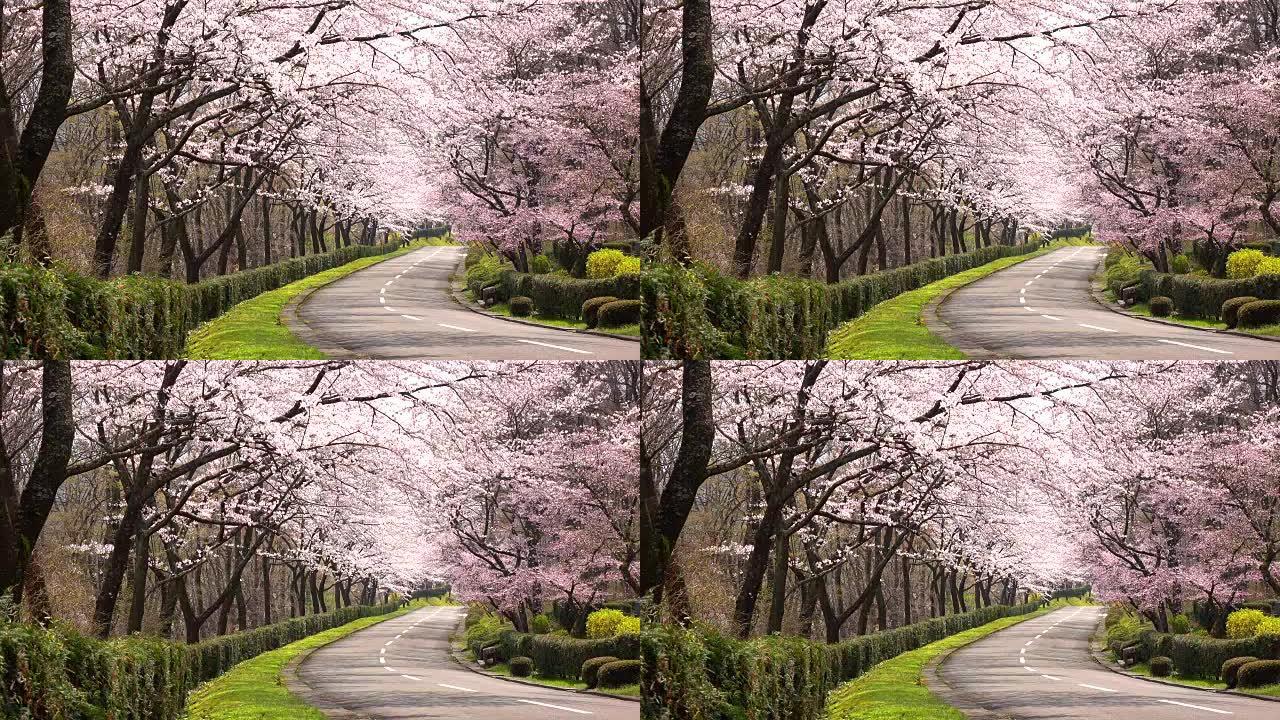 樱花拱门-4K-生机勃勃春色满园大地回春