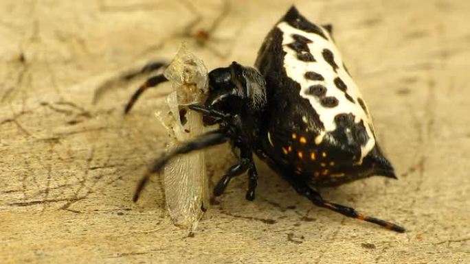 背刺Orb Weaver Spider（消肿性胃炎）