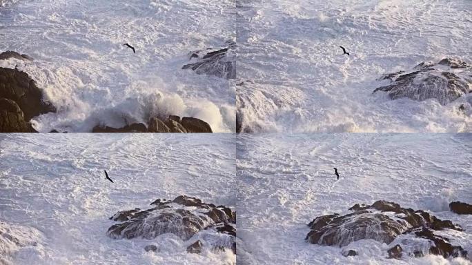 海鸥在海面上慢动作飞行。