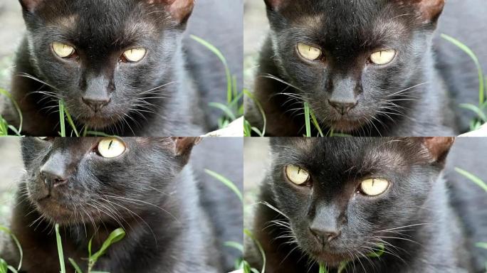 黑猫：黑猫