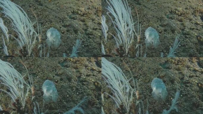 印度尼西亚海底微小墨鱼显示警告标志 (4K)