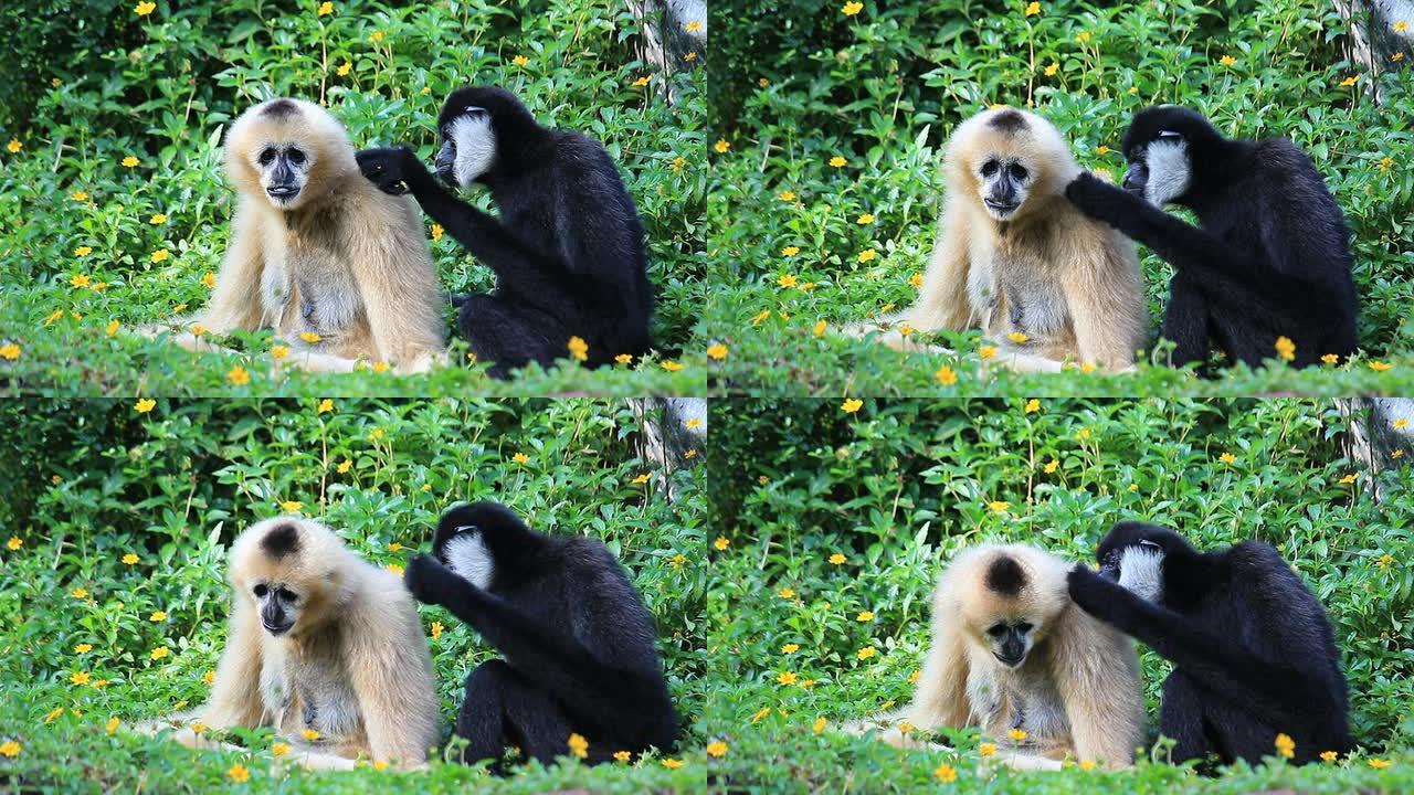 吉本金丝猴黑猴动物谈恋爱