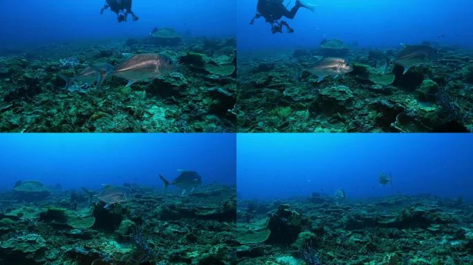 一对巨大的Trevally鱼在靠近相机的地方游泳