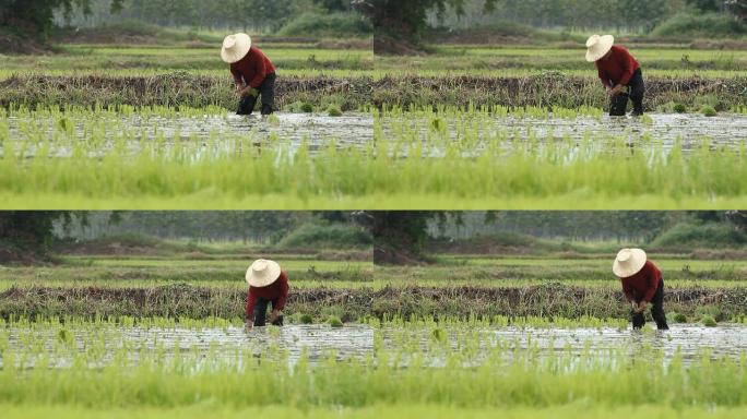 移栽水稻幼苗插秧农民种田水稻种植