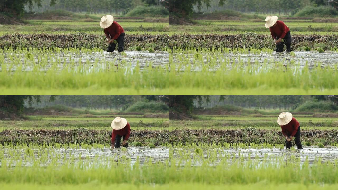 移栽水稻幼苗插秧农民种田水稻种植