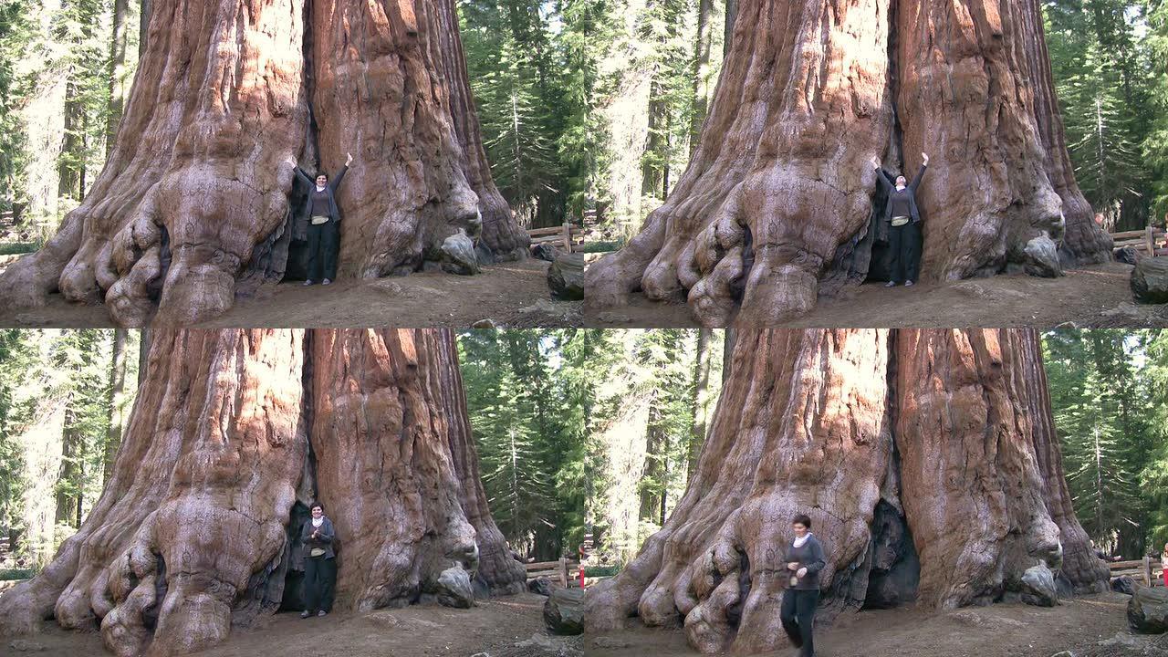高清：巨型红杉