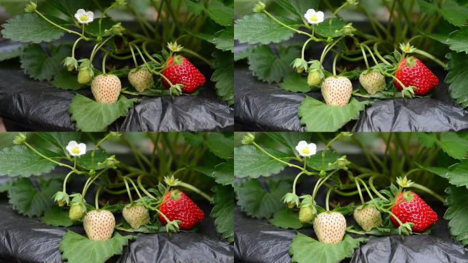 自然界中的草莓