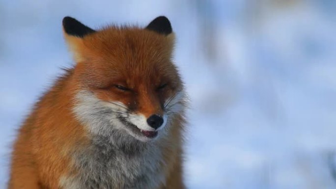 狐狐狸吃食物特写冬季景色