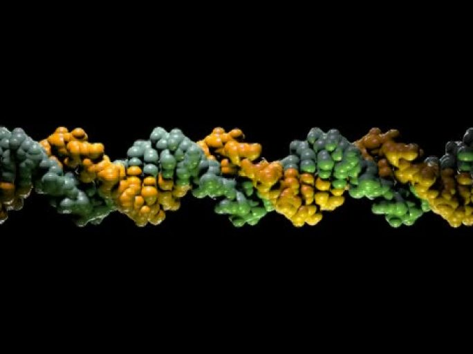 DNA分子模型-PAL