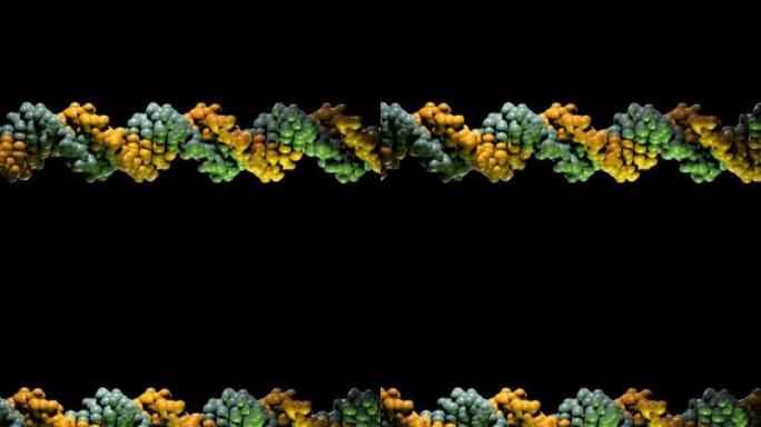 DNA分子模型-PAL