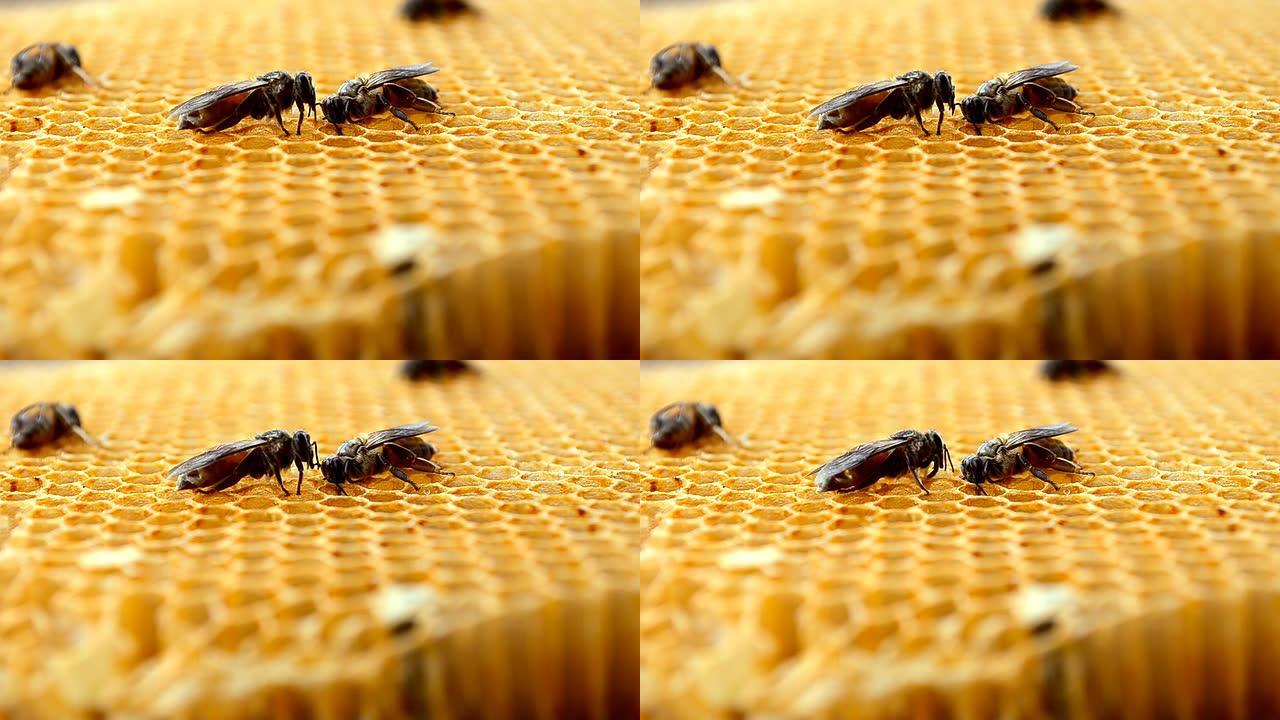 蜂房上的蜜蜂蜂房蜜蜂
