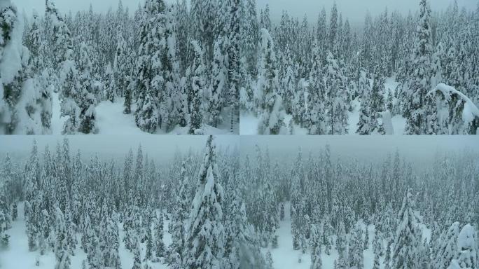 雾蒙蒙的冬季森林的空中拍摄