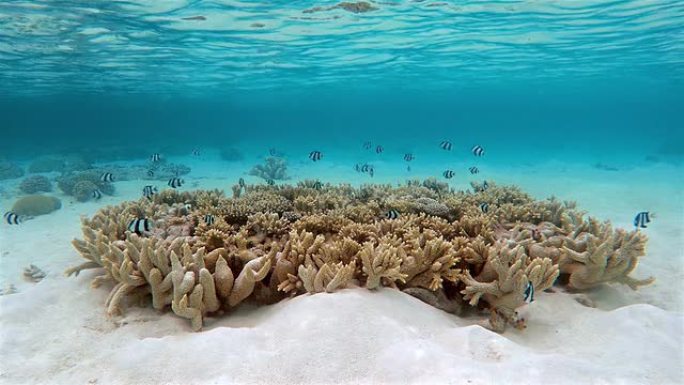 珊瑚上的白尾蛇——马尔代夫